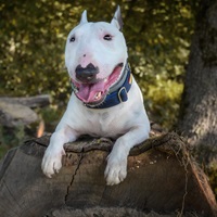 Duke, der Bürohund von CAREFINDUS